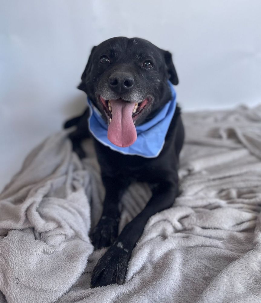 Cão