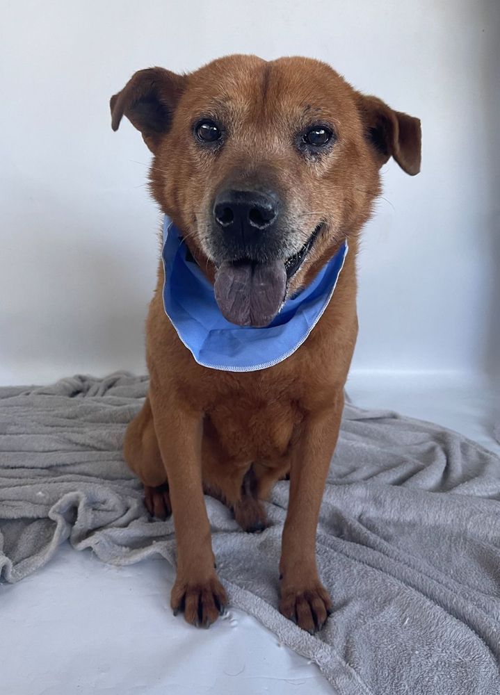 Cão