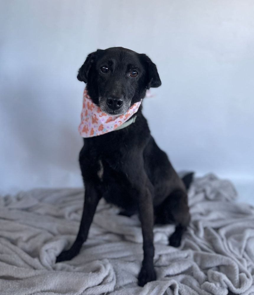 Cão