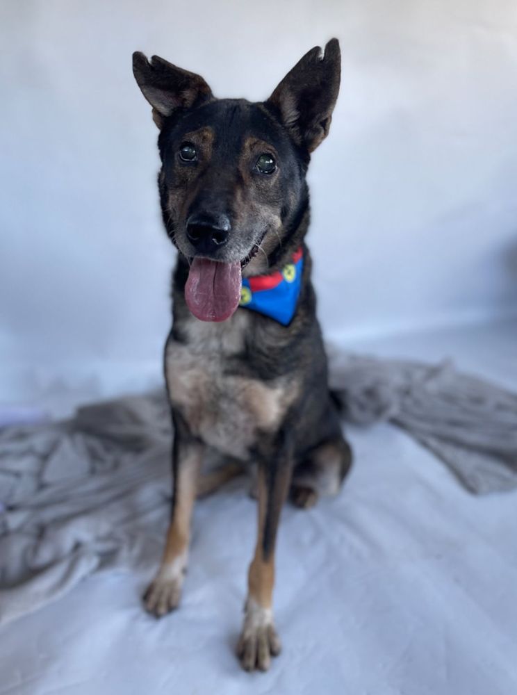 Cão