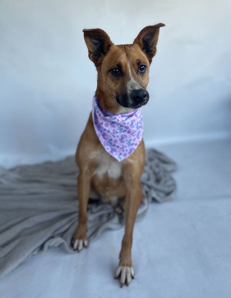 Cão