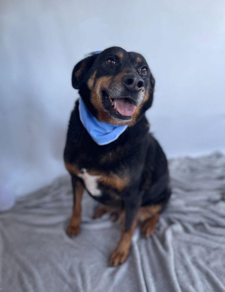 Cão