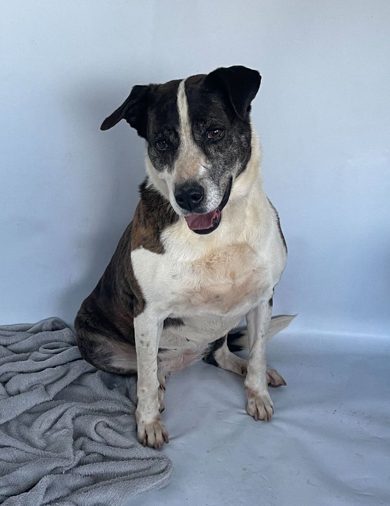 Cão