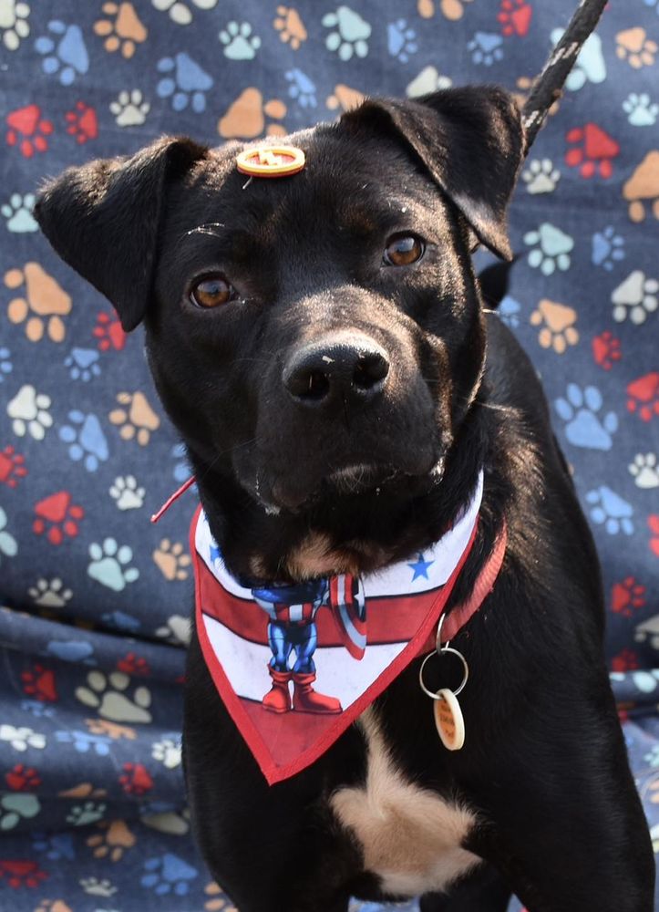 Cão