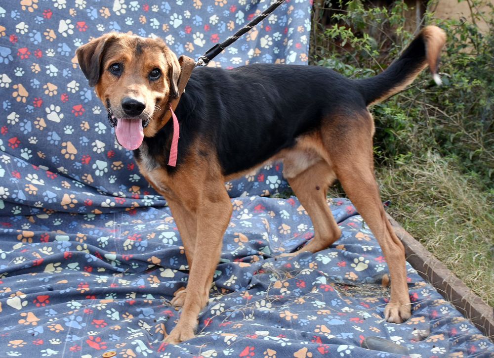 Cão