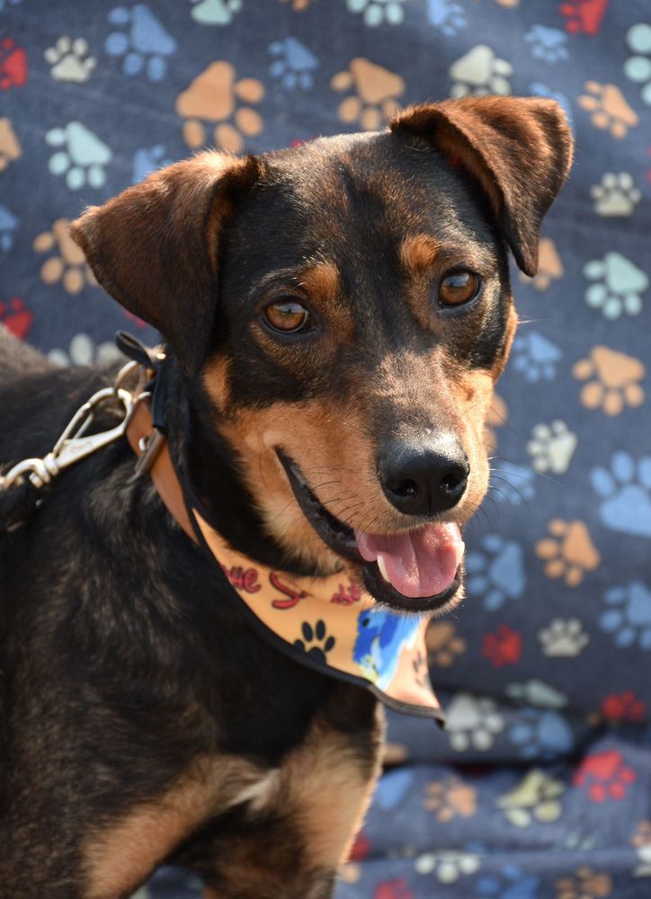 Cão
