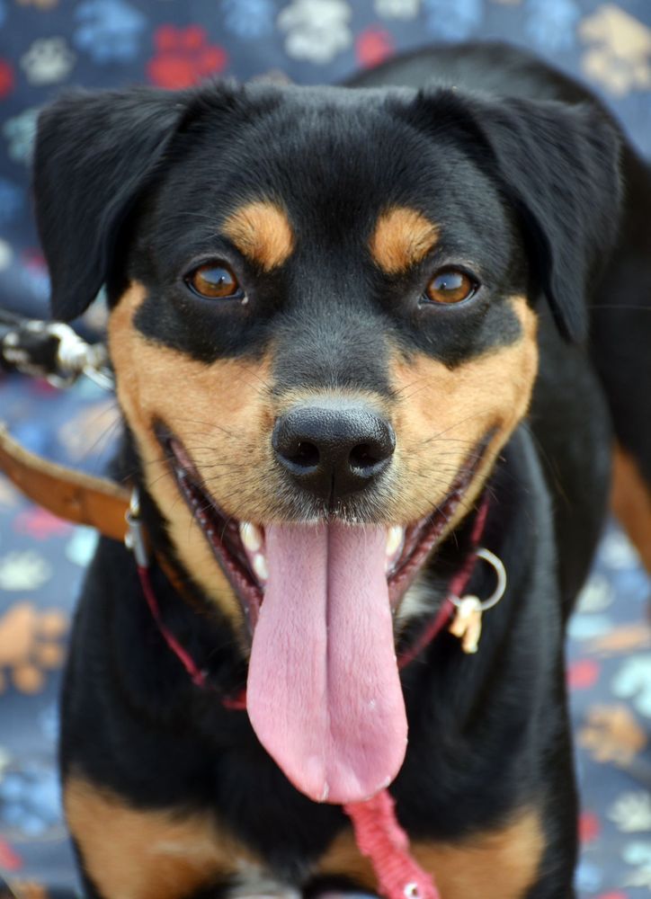 Cão