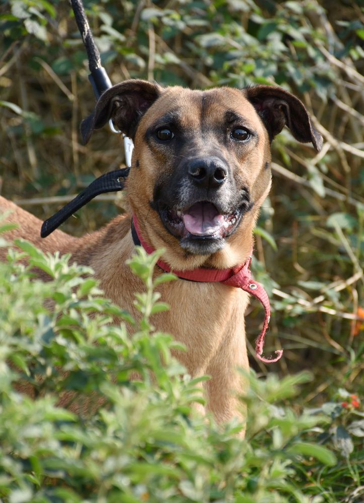 Cão