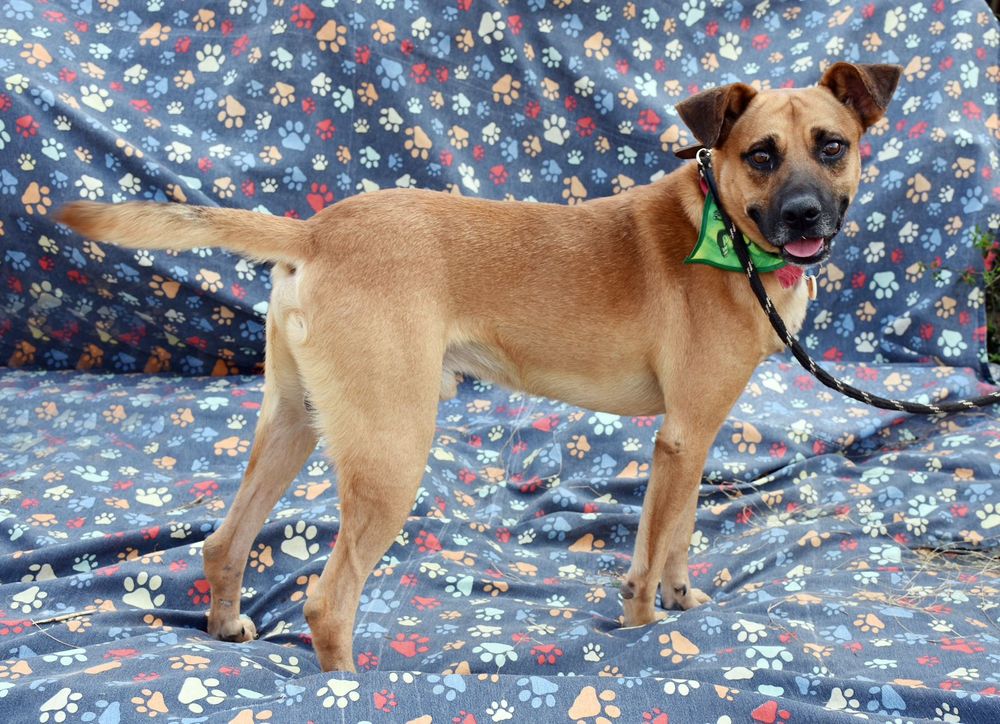 Cão