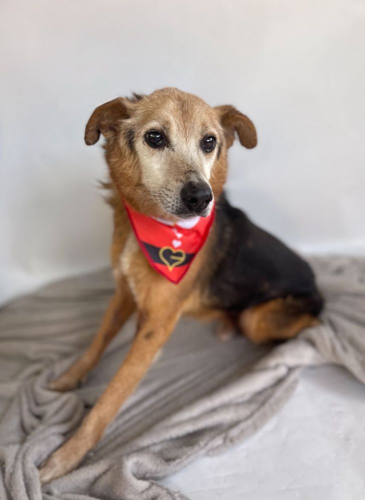 Cão