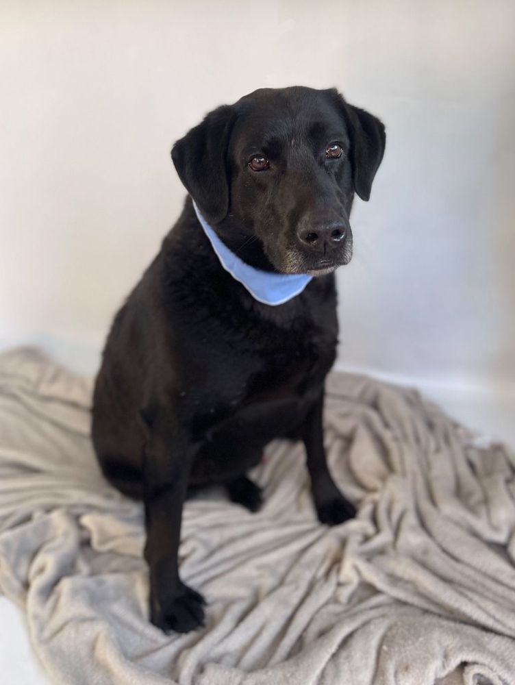 Cão