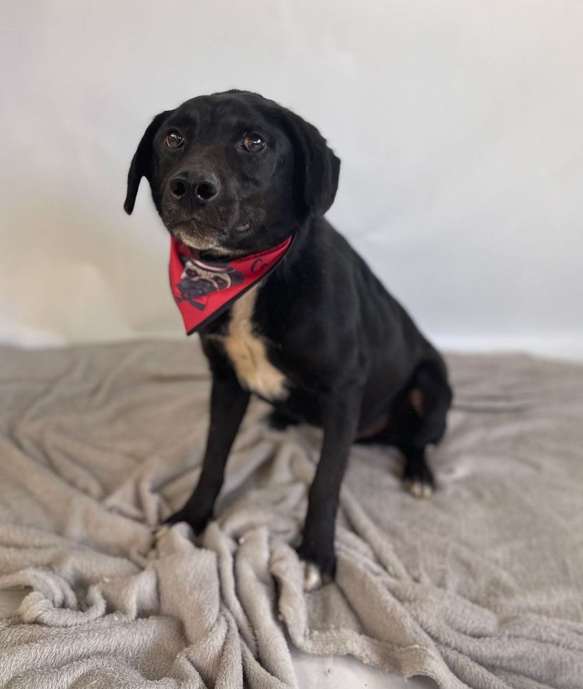 Cão