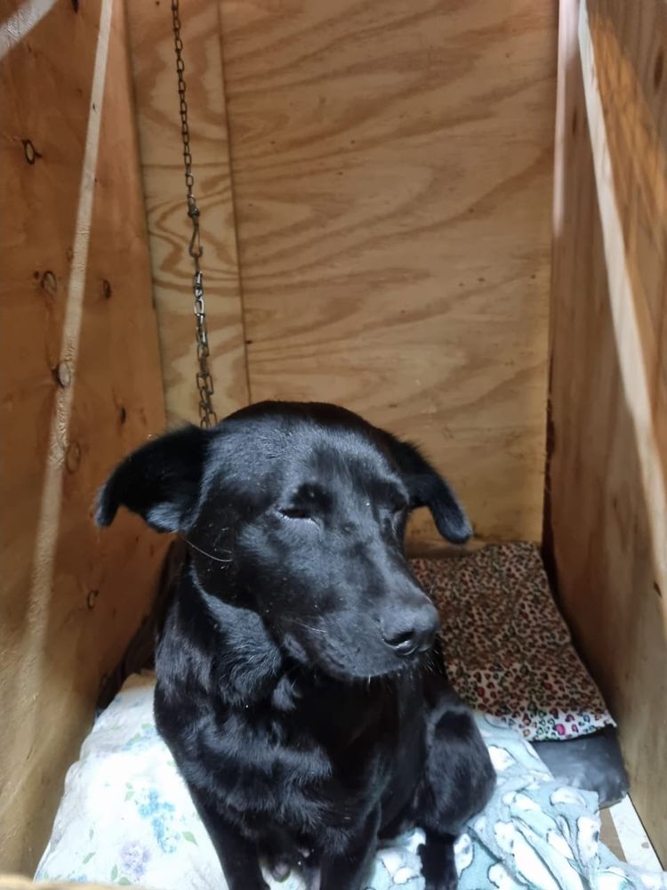 Cão