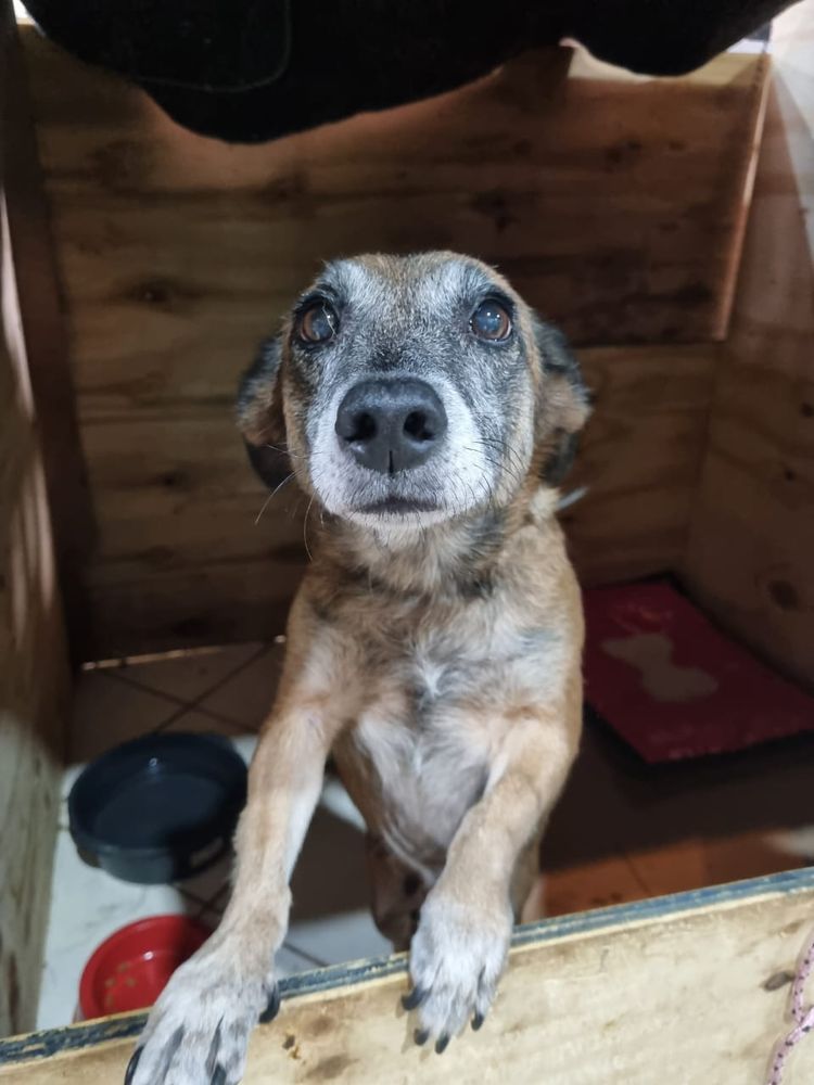 Cão