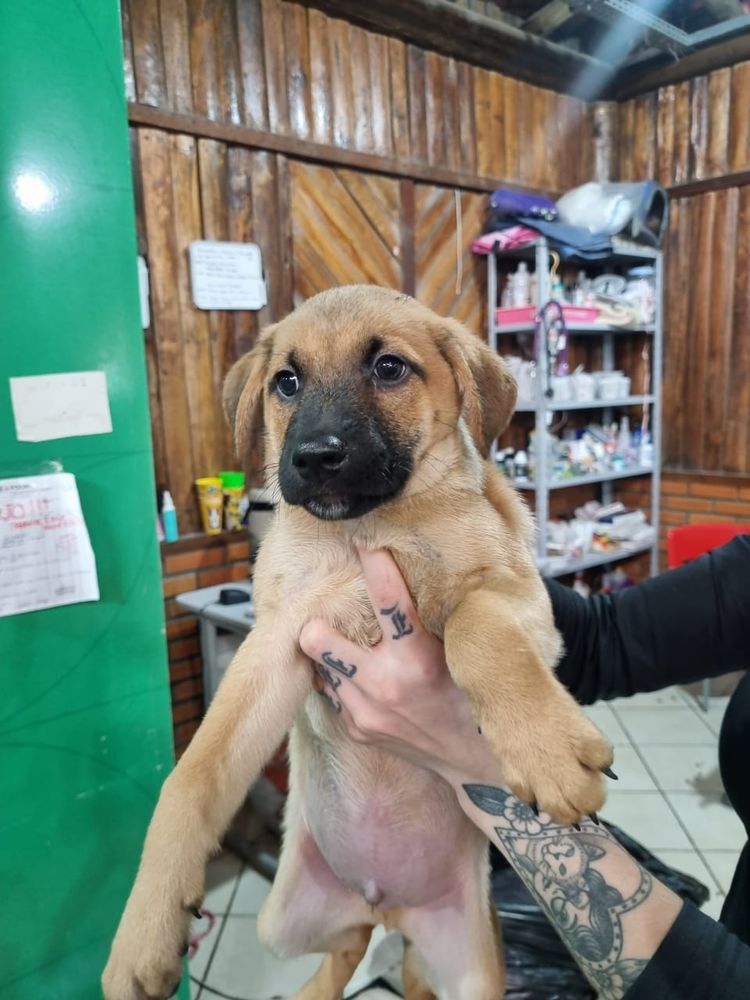 Cão