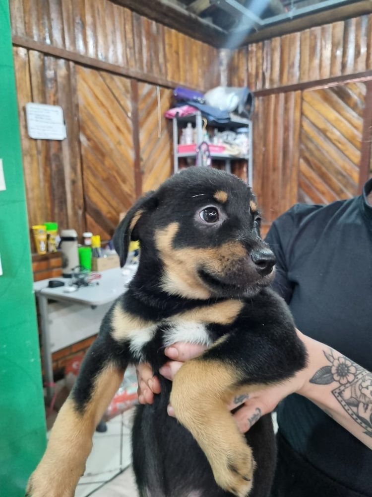 Cão