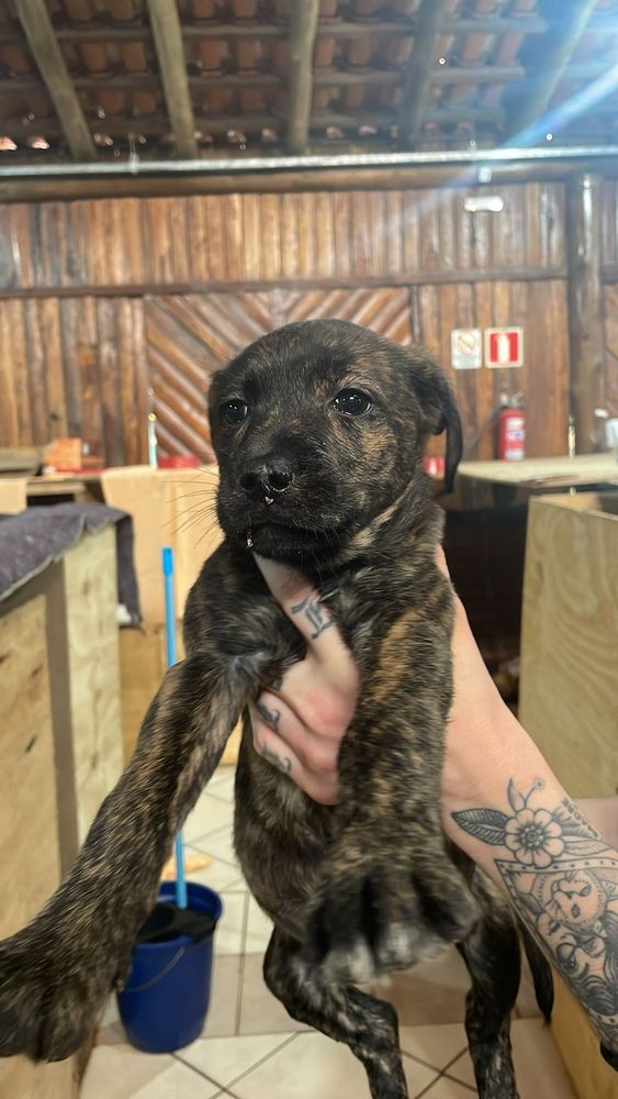Cão