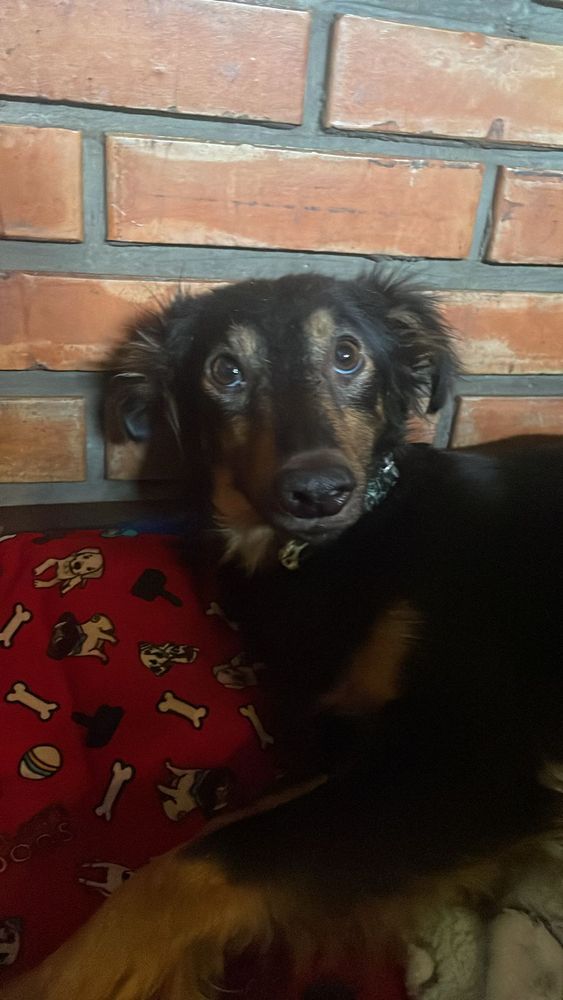 Cão