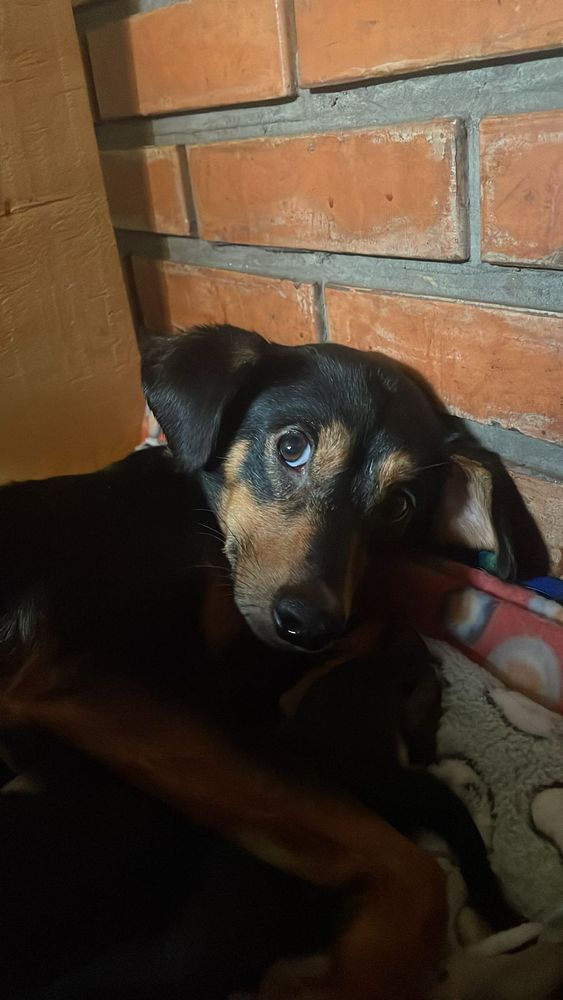 Cão