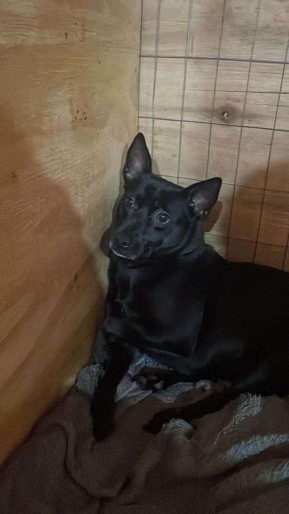 Cão