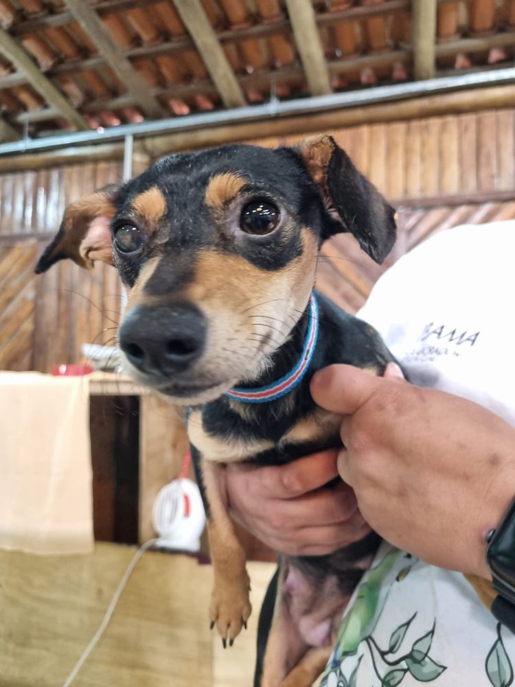 Cão