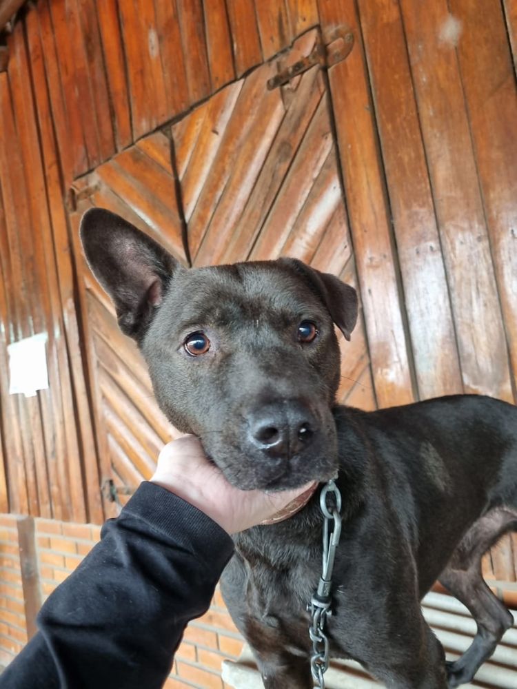 Cão