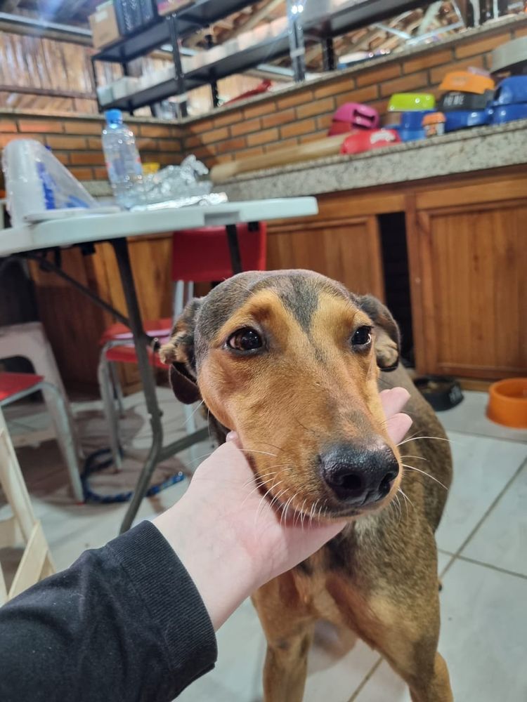 Cão