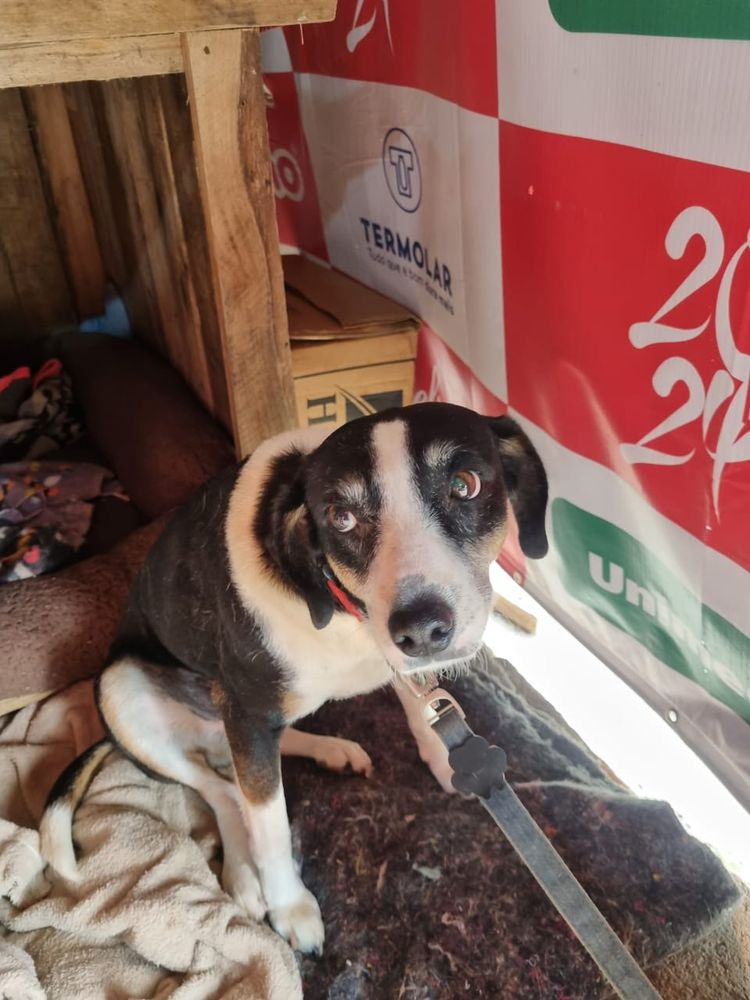 Cão