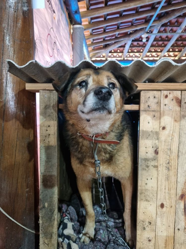 Cão