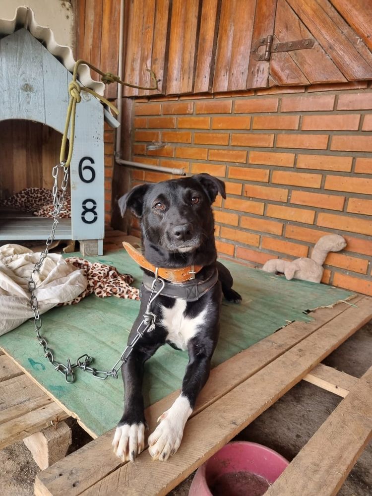 Cão