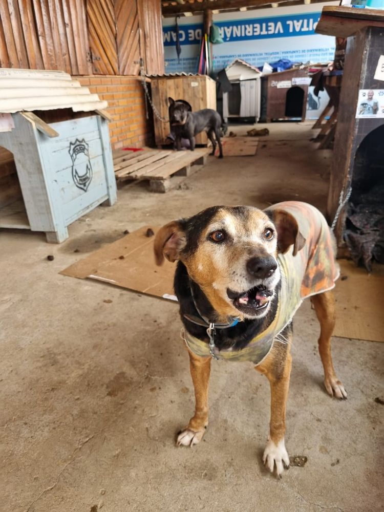 Cão
