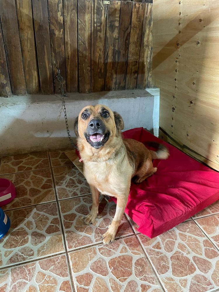 Cão