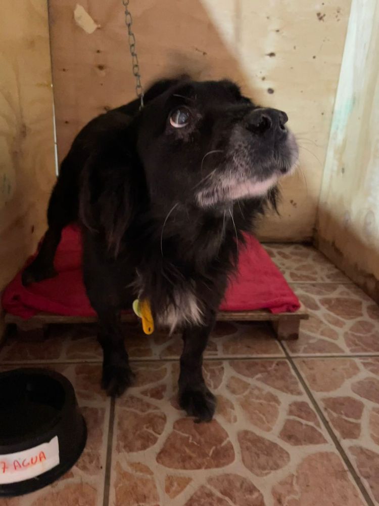 Cão