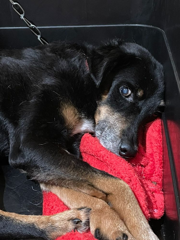 Cão