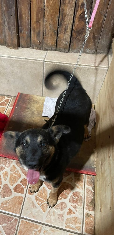 Cão
