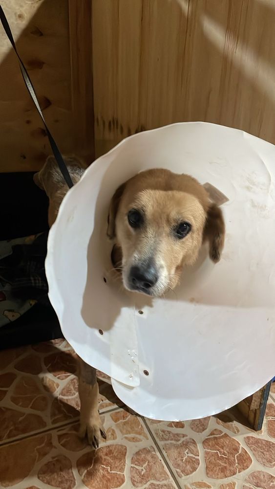 Cão