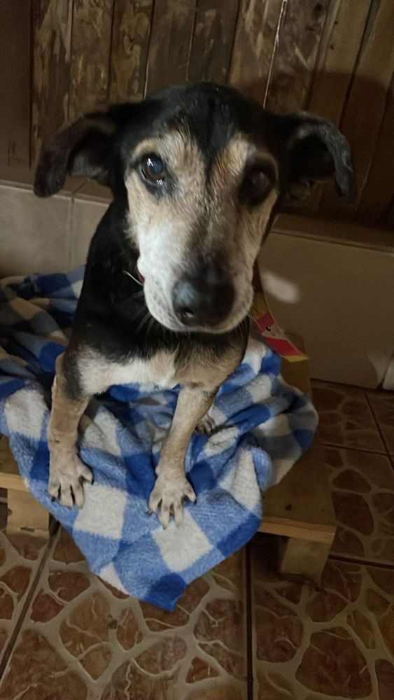 Cão