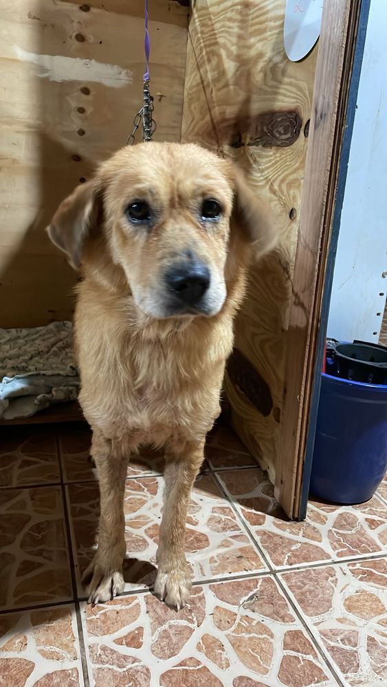 Cão