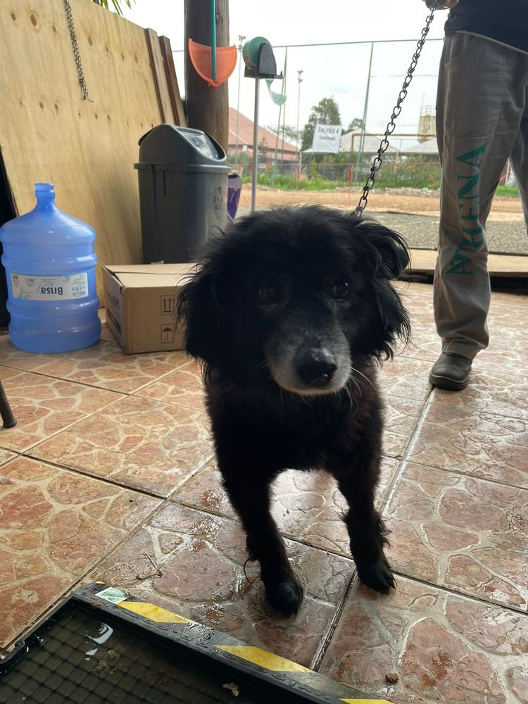 Cão
