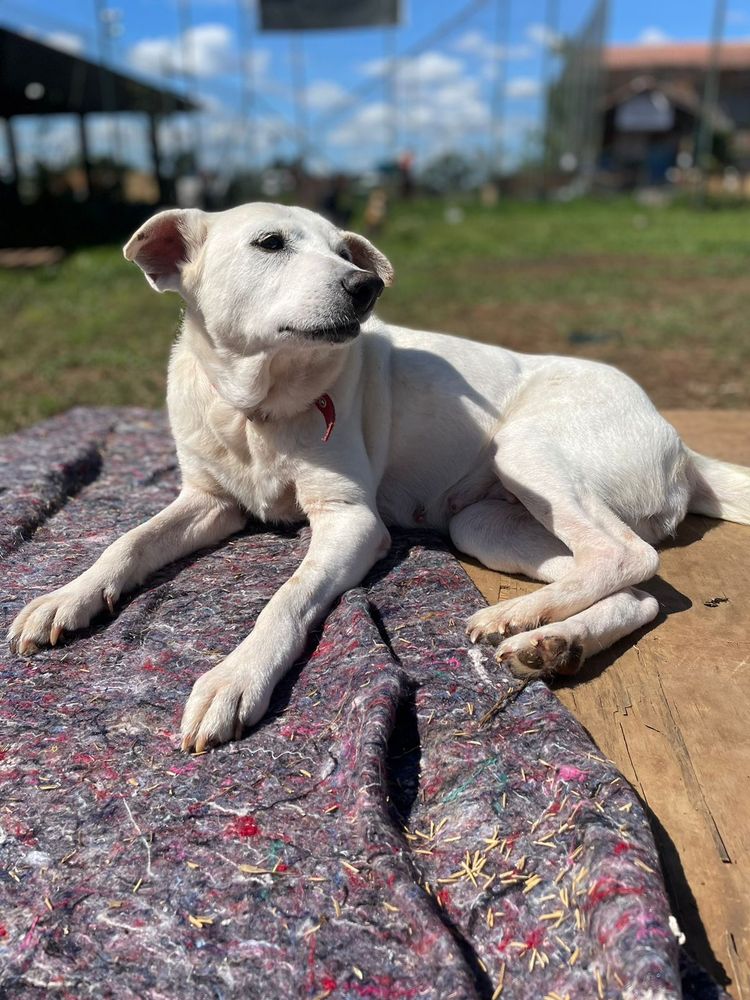 Cão