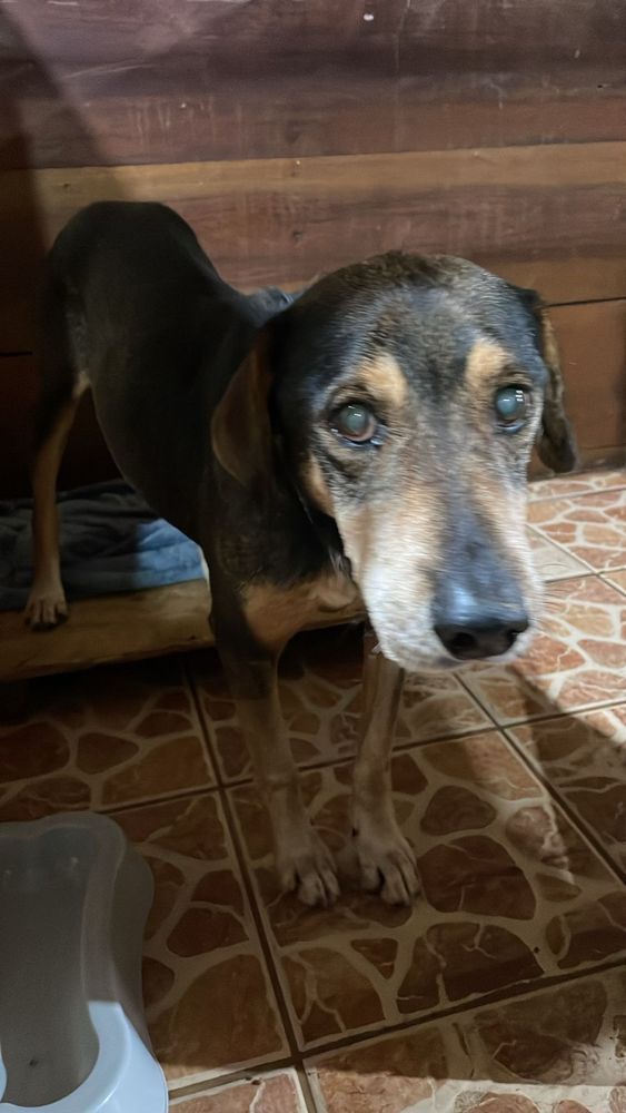 Cão