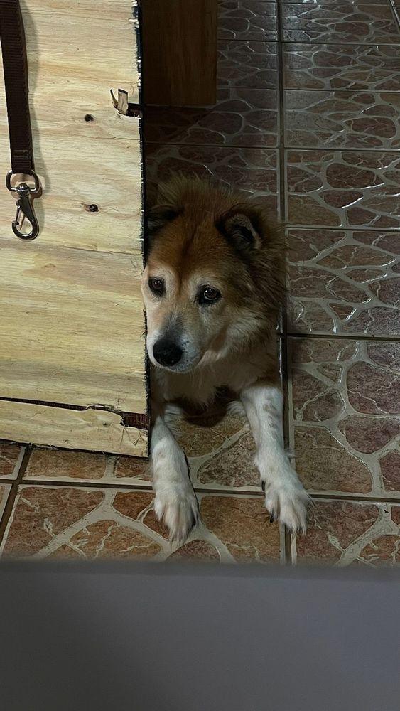 Cão