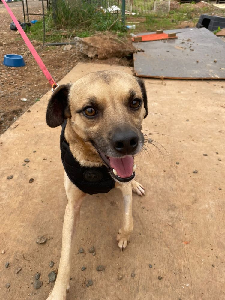 Cão