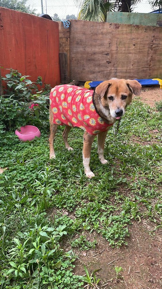 Cão