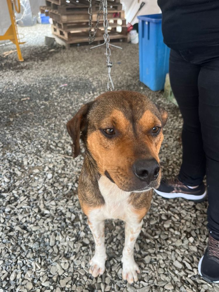 Cão