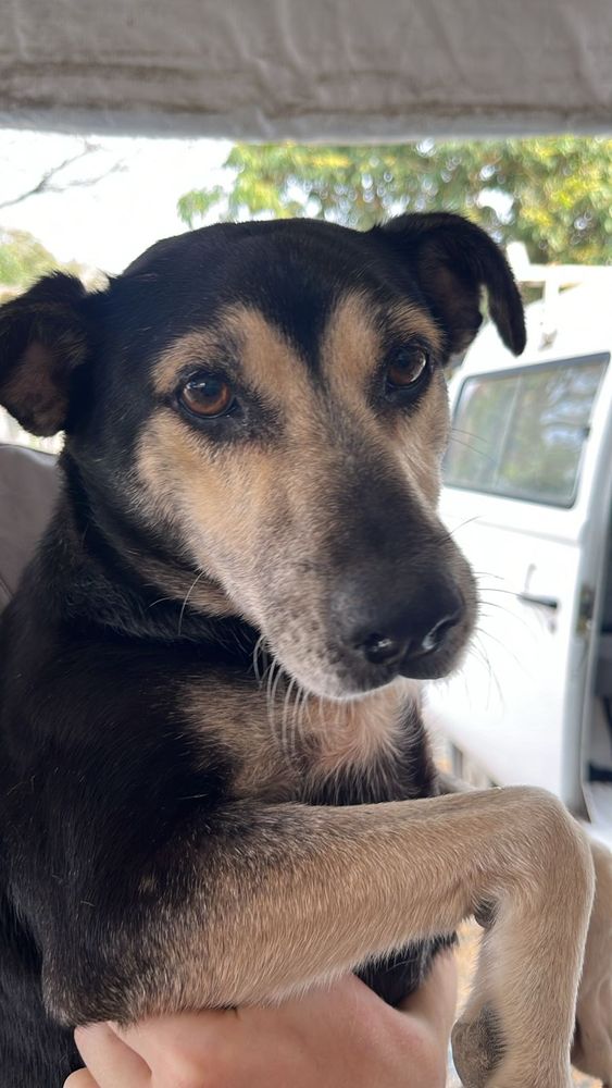 Cão