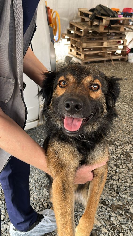 Cão