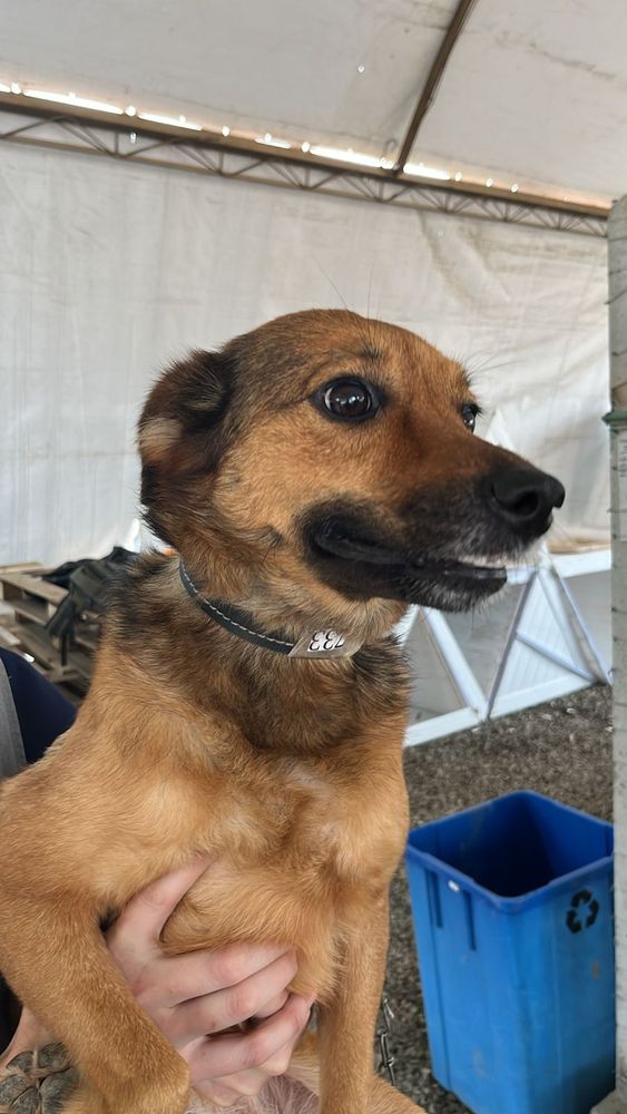 Cão