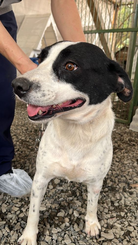 Cão
