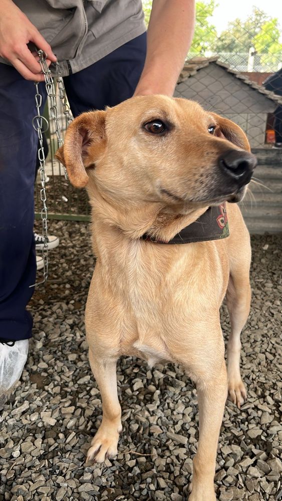 Cão